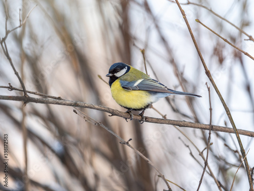 Cute bird Great tit, songbird sitting on a branch without leaves in the autumn or winter.