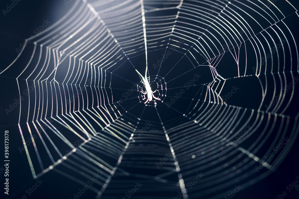 spider web on a dark background . Soft focus . Natural light spider web on a dark background . Soft focus . Natural light