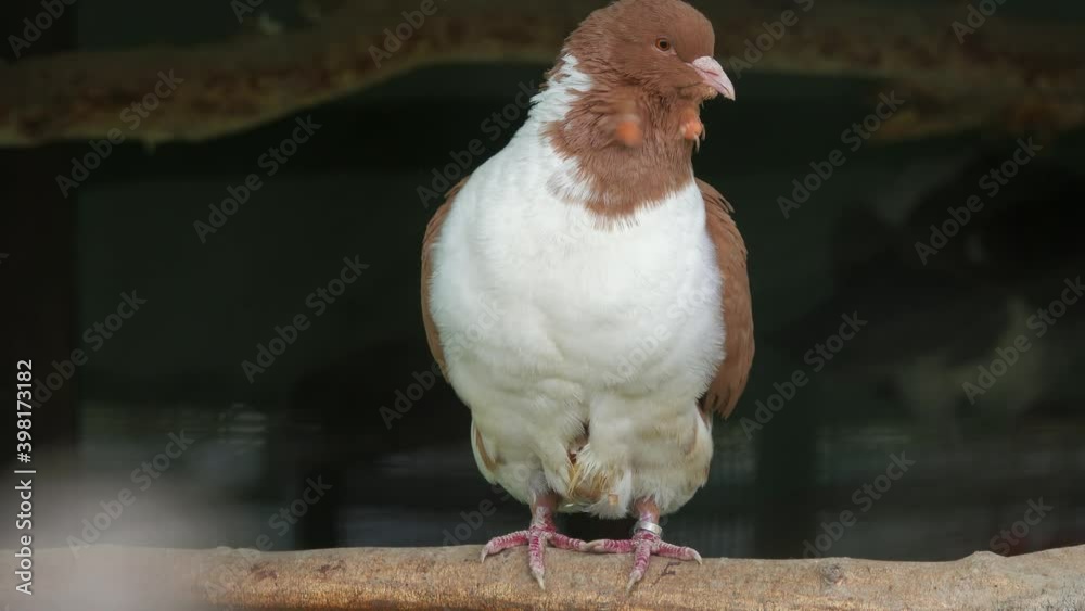 Big Pigeon King - meat pigeon breed, 4k