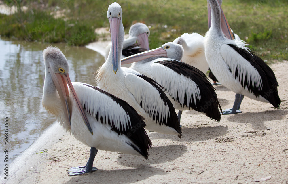 The Australian pelican is a large waterbird and is widespread on the inland and coastal waters of Australia. It is a predominantly white bird with black wings and a pink bill. The Australian pelican is a large waterbird and is widespread on the inland and coastal waters of Australia. It is a predominantly white bird with black wings and a pink bill.