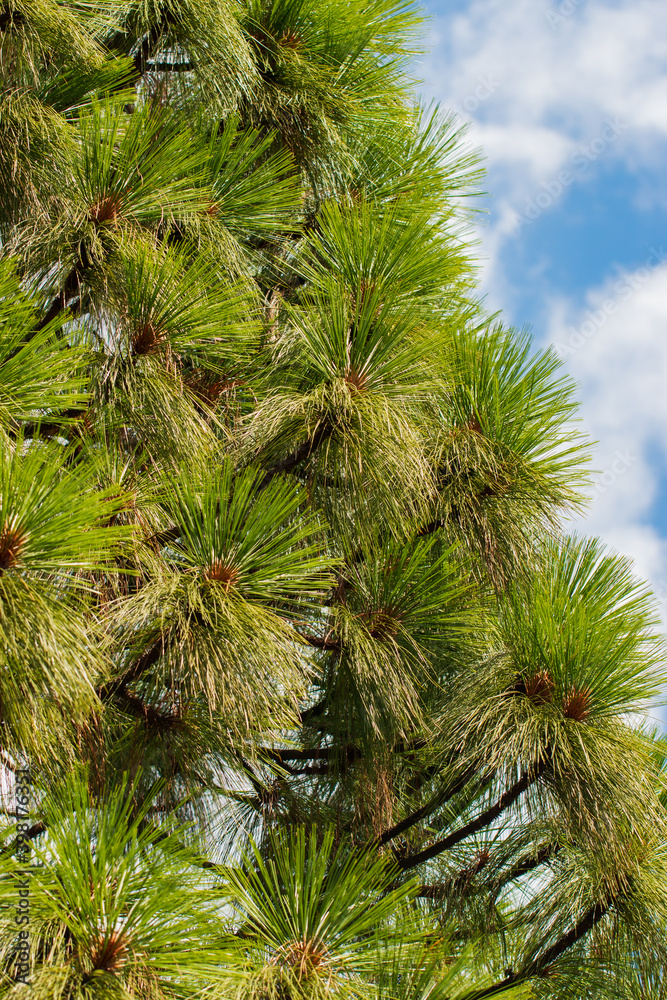 pine with long needles as a background pine with long needles as a background
