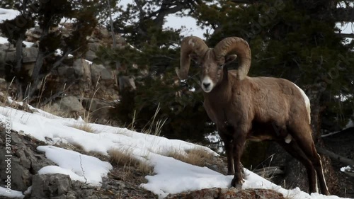 Bighorn Sheep, adult rams, males, in winter in mountains