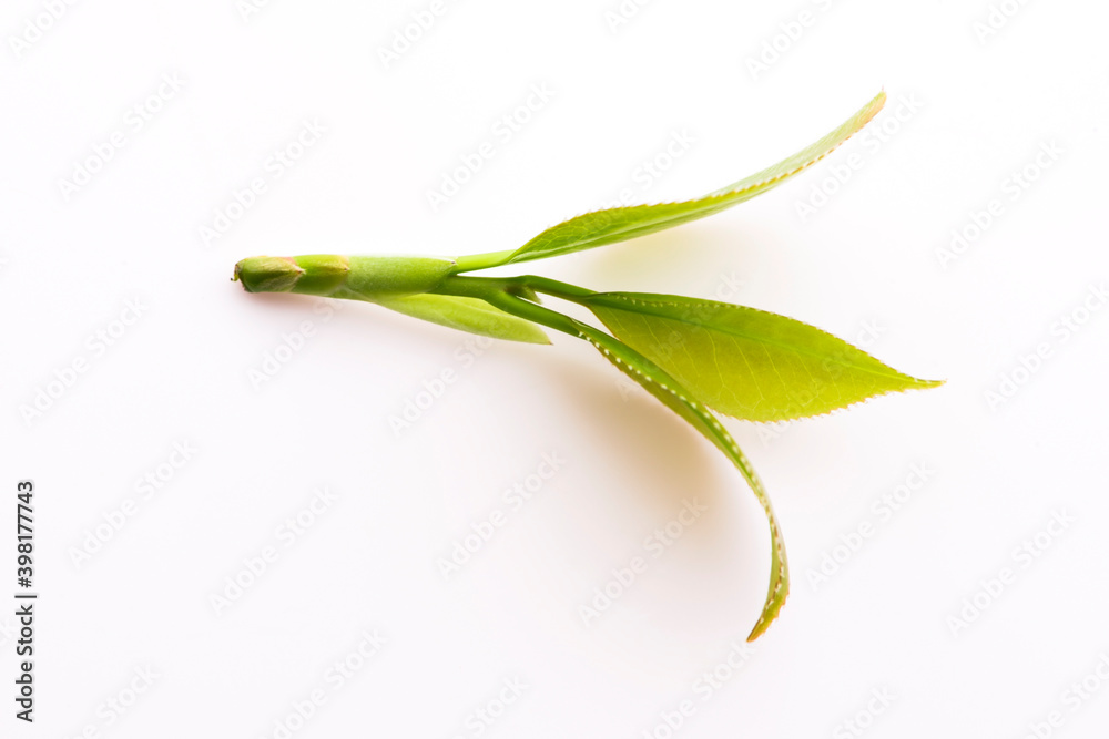 Fototapeta premium Fresh tea leaves on white