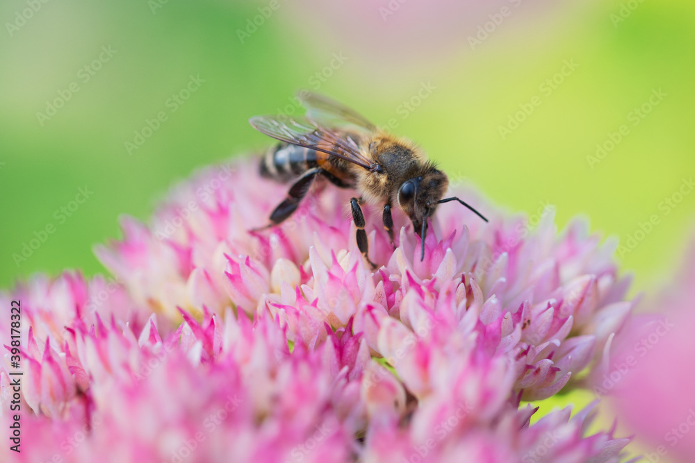 Honey bees collect pollen Spiraea flower. Macro shot.