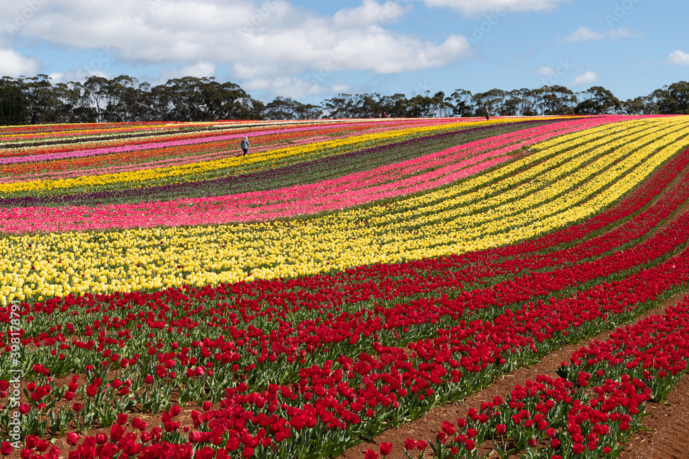Full bloom tulips at Table Cape Tulip Farm, Wynyard, Tasmania, Australia