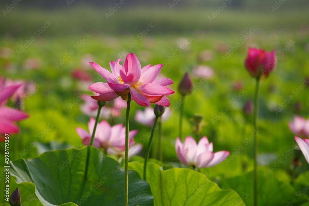 lotus