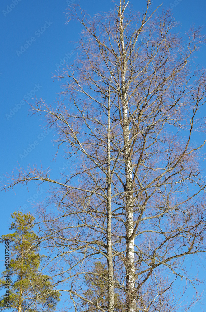leafless trees and sky leafless trees and sky