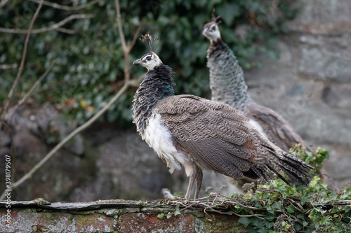 white peacock