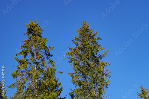 coniferous trees against sky