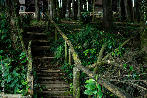wooden steps in the forest