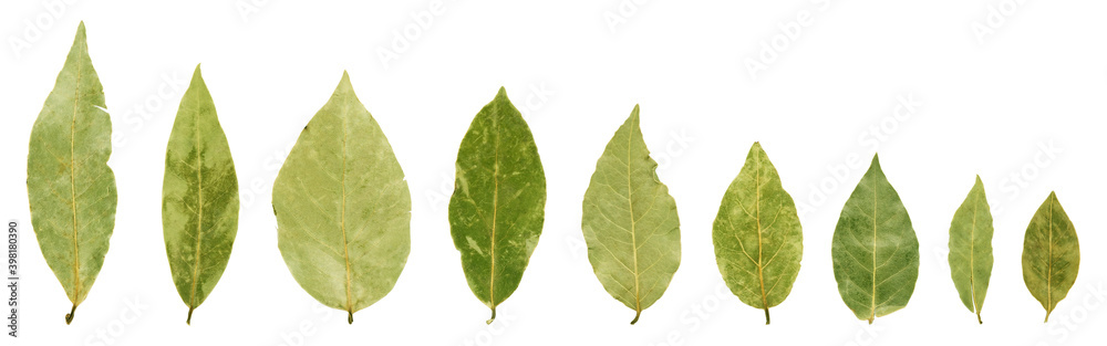 Bay leaf isolated on the white background Bay leaf isolated on the white background