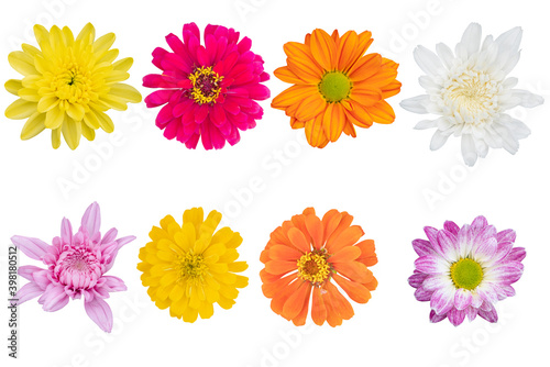 Blurred for Background.Beautiful multi color chrysanthemums as background picture.flower on clipping path.