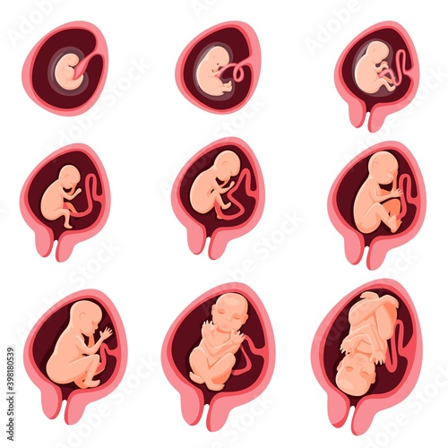 Human embryonic fetal development nine month pregnancy stage. Embryo anatomic prenatal growth cycle from fetation to birth medical infographic element vector illustration isolated on white background