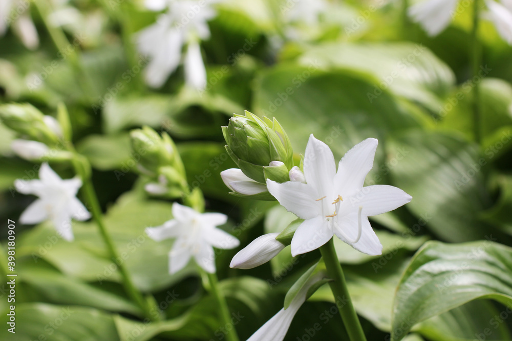 Hosta blooms with white fragrant flowers.Beautiful white flower close-up. Blooming white flower of Hosta on garden.blooming hosts with white buds beautiful background.The flowering of the host.