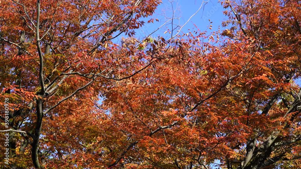 Trees that turned into autumn leaves swaying in the breeze Trees that turned into autumn leaves swaying in the breeze