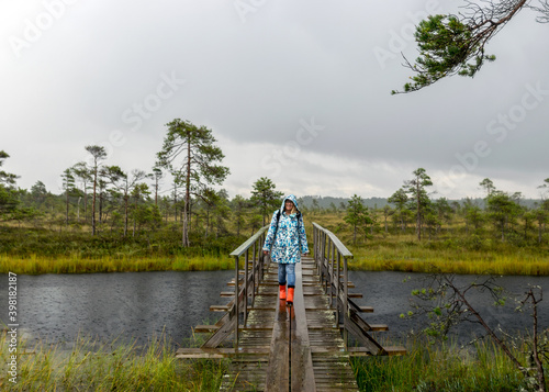 traditional bog landscape with wet trees, grass and bog moss in the rain, wooden bridge over the bog ditch, woman in blue raincoat on a wooden footbridge, foggy and rainy background © ANDA