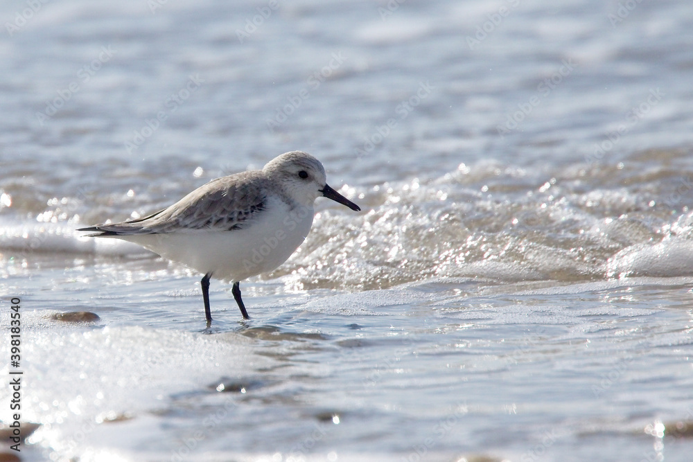 Sanderling (Calidris alba) in winter plumage at the edge of the sea, Cornwall, England, UK. Sanderling (Calidris alba) in winter plumage at the edge of the sea, Cornwall, England, UK.