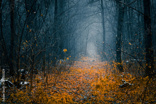 Fototapeta Naklejka Na Ścianę i Meble -  Mysterious pathway in an autumn forest with remains of first snow. Footpath in the beautiful, foggy, dark, autumn, mysterious forest, among high trees with yellow leaves.