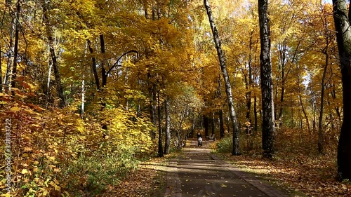 Leaf fall in the autumn park on a sunny day