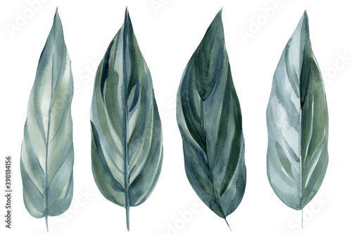 Set tropical leaves watercolor sketch  hand drawing