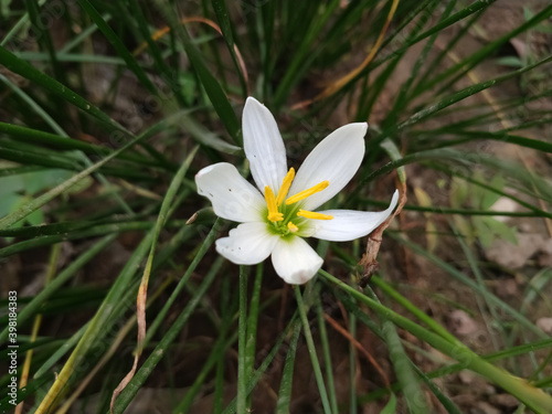 white saffron flower