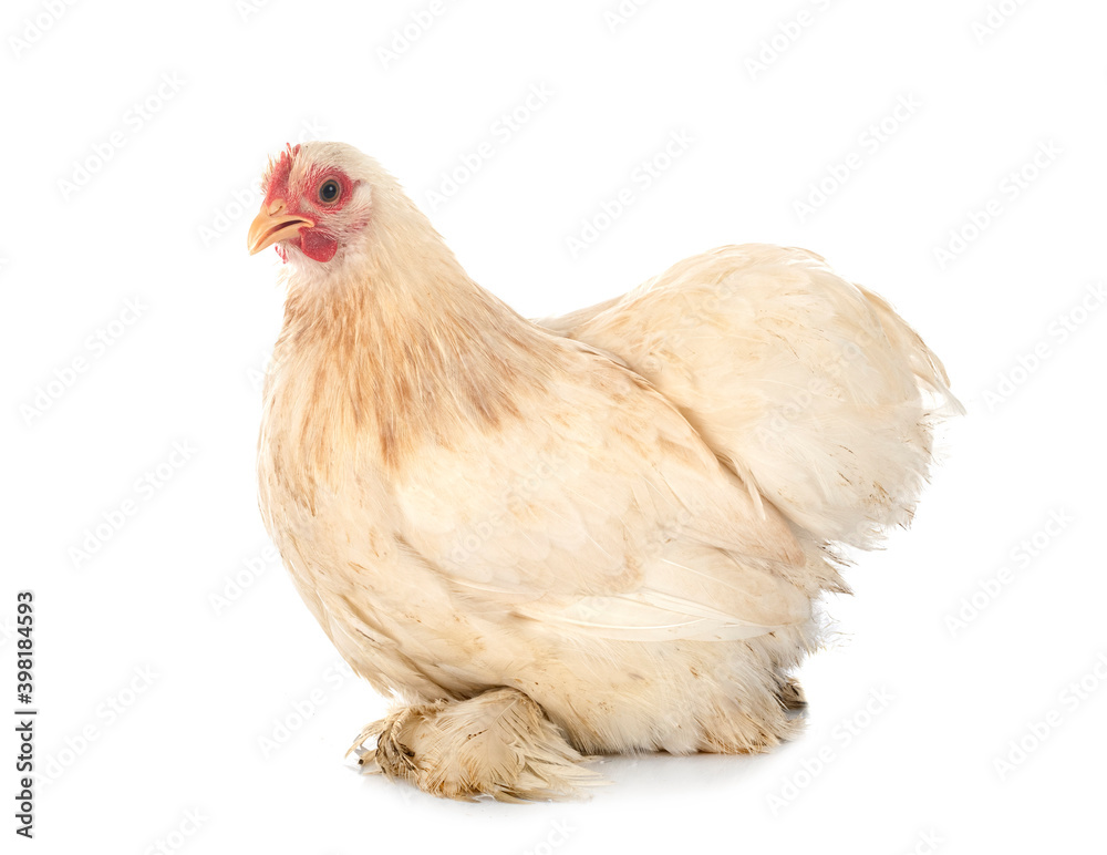 Fototapeta premium pekin chicken