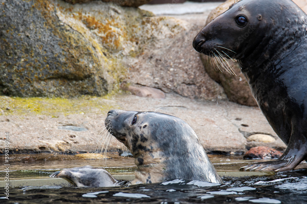 Fototapeta premium Grey Seal In The Sea 