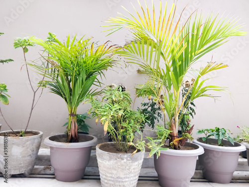 plant in a pot