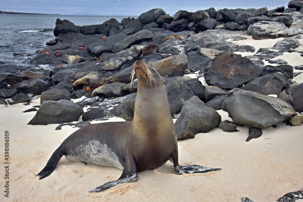 Fototapeta premium Galapagos Fur Seal / Arctocephalus galapagoensis /. Mosquera Island. Galapagos. Ecuador. South America.