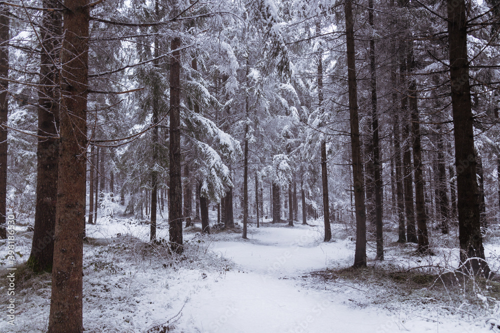 Wald mit Schnee bedeckt Wald mit Schnee bedeckt
