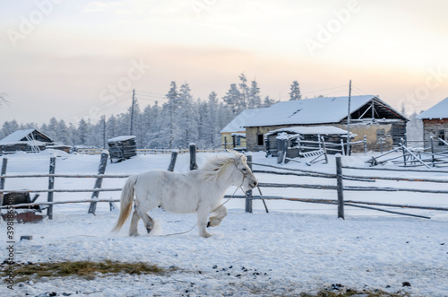 White Yakut horse runs at a temperature of -40 degrees Celsius in the village of Oymyakon photo