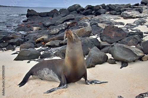 Galapagos Fur Seal / Arctocephalus galapagoensis /. Mosquera Island. Galapagos. Ecuador. South America. photo