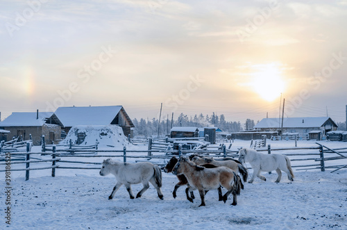 Herd of Yakut horses on the background of a winter sunset in the village of Oymyakon