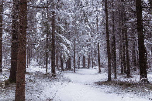 Wald mit Schnee bedeckt 