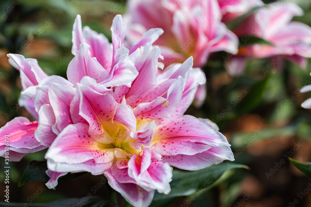 Close up Lilly blooming flower in the garden. Close up Lilly blooming flower in the garden.