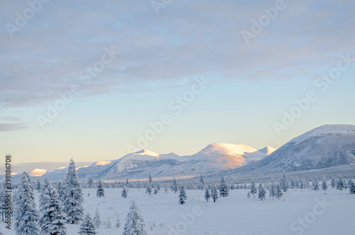 Snowy forest in the Republic of Sakha, Kolyma tract, the Russian North © Alexandra