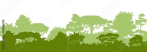 Deciduous forest. Silhouette. Mature, spreading trees. Thick thickets. Hills overgrown with plants. Isolated on a white background. Vector