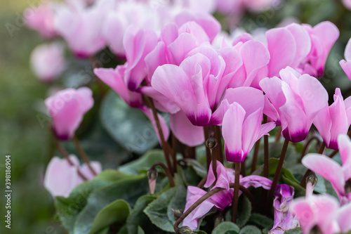 Cyclamen flower in the garden at sunny summer or spring day photo