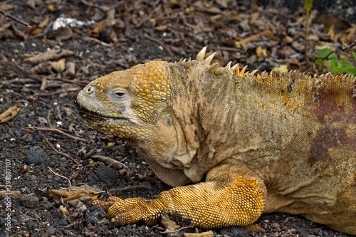 Galapagos Land Iguana / Conolophus subcristatus /. Fernandina island. Galapagos. Ecuador. South America. photo