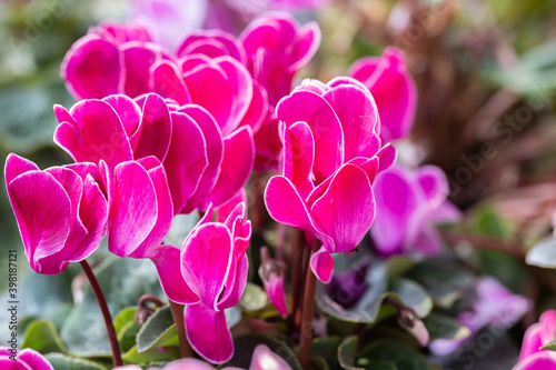 Cyclamen flower in the garden at sunny summer or spring day