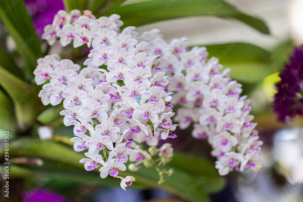Orchid flowers in the garden. Rhynchostylis Orchidaceae. Orchid flowers in the garden. Rhynchostylis Orchidaceae.