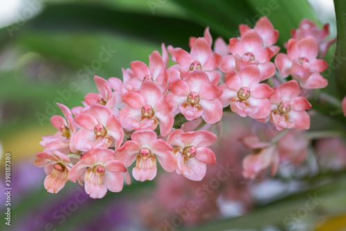 Orchid flowers in the garden. Rhynchostylis Orchidaceae.