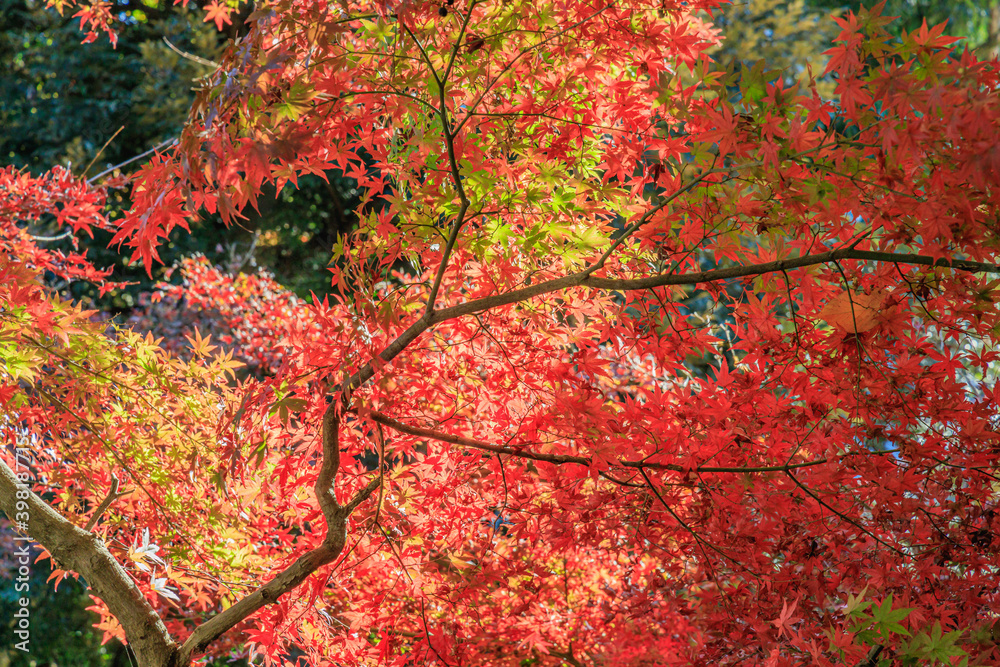Autumn scenery with beautiful contrast between autumn leaves and greenery Autumn scenery with beautiful contrast between autumn leaves and greenery