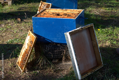 Apiculture, beekeepers take honey from bee hives, from coniferous trees. Beekeeping.