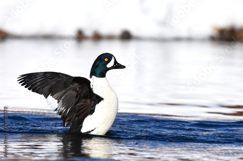 A male Barrow's Goldeneye swims in a pond in the Colorado mountains.