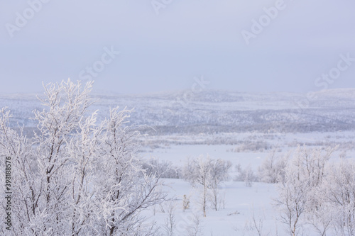 Snowy landscape with snow-covered trees