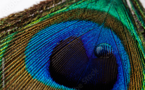Water drop on peacock feather. Macro shot. © Marijus