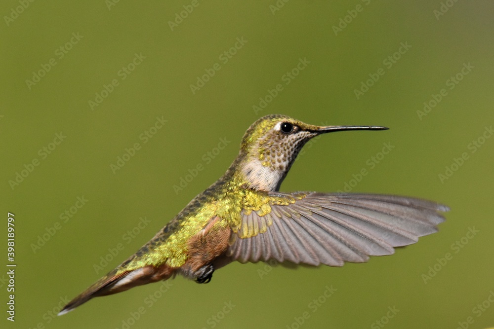 Obraz premium A female Broad-tailed Hummingbird feeds in the Colorado mountains.