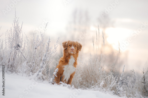 Fototapeta Naklejka Na Ścianę i Meble -  dog in a snowy forest. Pet in the winter in nature. Nova Scotia Duck Tolling Retriever outside