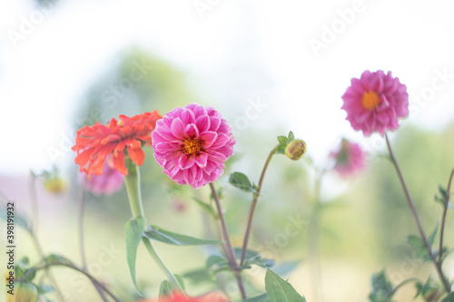 Beautiful pink and orange flowers blooming in garden. Retro vintage colors  Selective focus